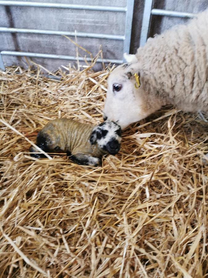 Rainors Farm Cottage Gosforth  외부 사진
